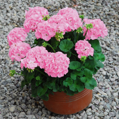 Pelargonium Zonale Sunrise Goesta