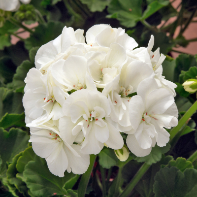 Pelargonium Zonale Sunrise Paloma