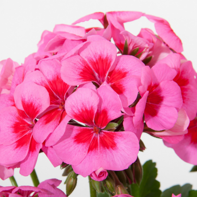 Pelargonium Zonale Sunrise SmokeyEyePink