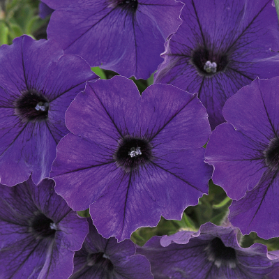 Petunia Bonnie Blue