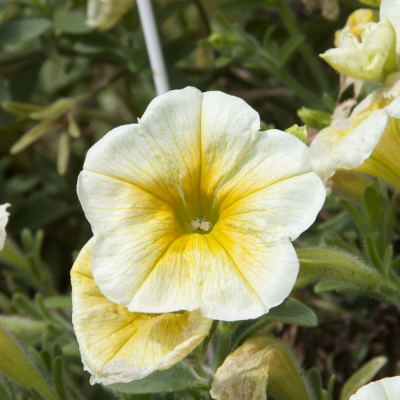 Petunia Bonnie LemonYellow