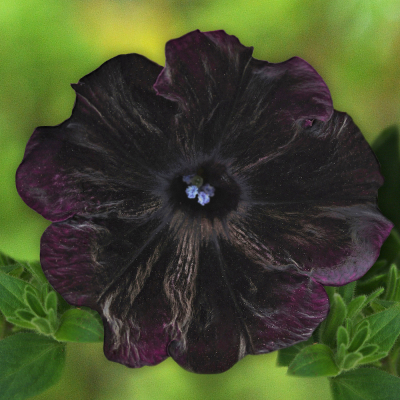 Petunia Bonnie Velvet