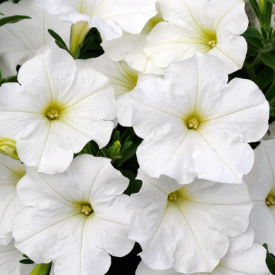 Petunia Bonnie White