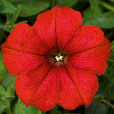 Petunia Famous RedFire