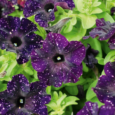 Petunia Bonnie Mystery Sky