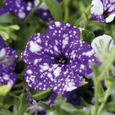 Petunia Night Sky