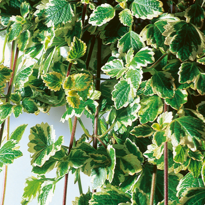 Plectranthus Variegata