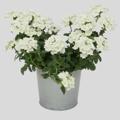 Verbena Blues White