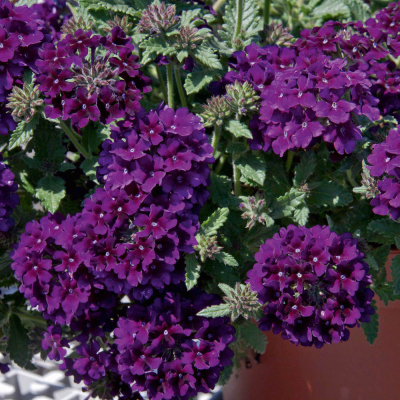 Verbena Lascar BlackVelvet