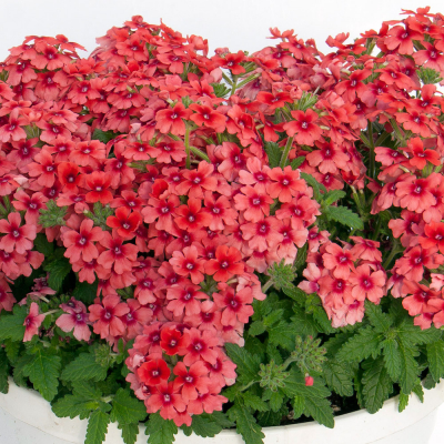 Verbena Lascar MangoOrange